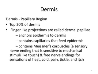 Dermis - Papillary Region
• Top 20% of dermis
• Finger like projections are called dermal papillae
– anchors epidermis to dermis
– contains capillaries that feed epidermis
– contains Meissner’s corpuscles (a sensory
nerve ending that is sensitive to mechanical
stimuli like touch) & free nerve endings for
sensations of heat, cold, pain, tickle, and itch
14
Dermis
 