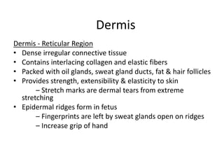 Dermis - Reticular Region
• Dense irregular connective tissue
• Contains interlacing collagen and elastic fibers
• Packed with oil glands, sweat gland ducts, fat & hair follicles
• Provides strength, extensibility & elasticity to skin
– Stretch marks are dermal tears from extreme
stretching
• Epidermal ridges form in fetus
– Fingerprints are left by sweat glands open on ridges
– Increase grip of hand
Dermis
 