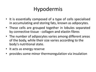 Hypodermis
• It is essentially composed of a type of cells specialised
in accumulating and storing fats, known as adipocytes.
• These cells are grouped together in lobules separated
by connective tissue - collagen and elastin fibres
• The number of adipocytes varies among different areas
of the body, while their size varies according to the
body's nutritional state.
• It acts as energy reserve
• provides some minor thermoregulation via insulation
 
