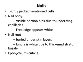 Nails
• Tightly packed keratinized cells
• Nail body
– Visible portion pink due to underlying
capillaries
– Free edge appears white
• Nail root
– buried under skin layers
– lunula is white due to thickened stratum
basale
• Eponychium (cuticle)
 