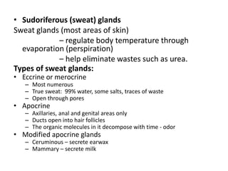 • Sudoriferous (sweat) glands
Sweat glands (most areas of skin)
– regulate body temperature through
evaporation (perspiration)
– help eliminate wastes such as urea.
Types of sweat glands:
• Eccrine or merocrine
– Most numerous
– True sweat: 99% water, some salts, traces of waste
– Open through pores
• Apocrine
– Axillaries, anal and genital areas only
– Ducts open into hair follicles
– The organic molecules in it decompose with time - odor
• Modified apocrine glands
– Ceruminous – secrete earwax
– Mammary – secrete milk
 