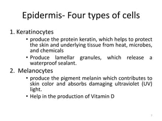 Epidermis- Four types of cells
1. Keratinocytes
• produce the protein keratin, which helps to protect
the skin and underlying tissue from heat, microbes,
and chemicals
• Produce lamellar granules, which release a
waterproof sealant.
2. Melanocytes
• produce the pigment melanin which contributes to
skin color and absorbs damaging ultraviolet (UV)
light.
• Help in the production of Vitamin D
7
 