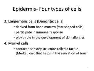 3. Langerhans cells (Dendritic cells)
• derived from bone marrow (star shaped cells)
• participate in immune response
• play a role in the development of skin allergies
4. Merkel cells
• contact a sensory structure called a tactile
(Merkel) disc that helps in the sensation of touch
8
Epidermis- Four types of cells
 