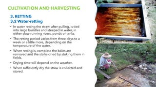 Retted Straw 03. UNCONVENTIONAL NATURAL FIBRES_PPT (1).pdf