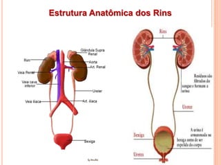 Estrutura Anatômica dos Rins
 