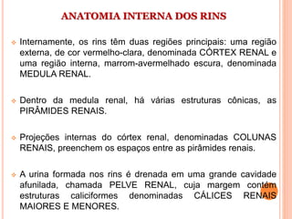 ANATOMIA INTERNA DOS RINS
 Internamente, os rins têm duas regiões principais: uma região
externa, de cor vermelho-clara, denominada CÓRTEX RENAL e
uma região interna, marrom-avermelhado escura, denominada
MEDULA RENAL.
 Dentro da medula renal, há várias estruturas cônicas, as
PIRÂMIDES RENAIS.
 Projeções internas do córtex renal, denominadas COLUNAS
RENAIS, preenchem os espaços entre as pirâmides renais.
 A urina formada nos rins é drenada em uma grande cavidade
afunilada, chamada PELVE RENAL, cuja margem contém
estruturas caliciformes denominadas CÁLICES RENAIS
MAIORES E MENORES.
 