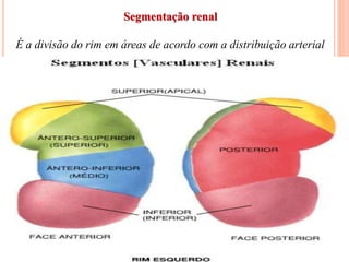 Slide com aula do Sistema Urinário / anatomia | PPTX