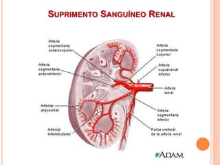 SUPRIMENTO SANGUÍNEO RENAL
 