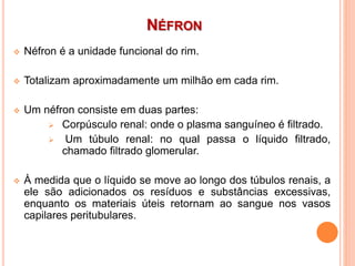 NÉFRON
 Néfron é a unidade funcional do rim.
 Totalizam aproximadamente um milhão em cada rim.
 Um néfron consiste em duas partes:
 Corpúsculo renal: onde o plasma sanguíneo é filtrado.
 Um túbulo renal: no qual passa o líquido filtrado,
chamado filtrado glomerular.
 À medida que o líquido se move ao longo dos túbulos renais, a
ele são adicionados os resíduos e substâncias excessivas,
enquanto os materiais úteis retornam ao sangue nos vasos
capilares peritubulares.
 