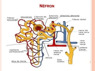 NÉFRON
 
