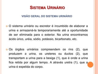 VISÃO GERAL DO SISTEMA URINÁRIO
 O sistema urinário ou escretor é incumbido de elaborar a
urina e armazená-la temporariamente até a oportunidade
de ser eliminada para o exterior. Na urina encontramos
ácido úrico, uréia, sódio, potássio, bicarbonato, etc.
 Os órgãos urinários compreendem os rins (2), que
produzem a urina, os ureteres ou ductos (2), que
transportam a urina para a bexiga (1), que é onde a urina
fica retida por algum tempo. A através uretra (1), que a
urina é expelida do corpo.
SISTEMA URINÁRIO
 