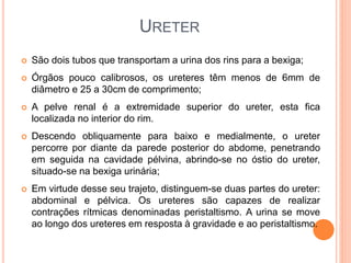 URETER
 São dois tubos que transportam a urina dos rins para a bexiga;
 Órgãos pouco calibrosos, os ureteres têm menos de 6mm de
diâmetro e 25 a 30cm de comprimento;
 A pelve renal é a extremidade superior do ureter, esta fica
localizada no interior do rim.
 Descendo obliquamente para baixo e medialmente, o ureter
percorre por diante da parede posterior do abdome, penetrando
em seguida na cavidade pélvina, abrindo-se no óstio do ureter,
situado-se na bexiga urinária;
 Em virtude desse seu trajeto, distinguem-se duas partes do ureter:
abdominal e pélvica. Os ureteres são capazes de realizar
contrações rítmicas denominadas peristaltismo. A urina se move
ao longo dos ureteres em resposta à gravidade e ao peristaltismo.
 