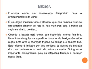 BEXIGA
 Funciona como um reservatório temporário para o
armazenamento da urina;
 É um órgão muscular oco e elástico, que nos homens situa-se
diretamente anterior ao reto e, nas mulheres está à frente da
vagina e abaixo do útero;
 Quando a bexiga está cheia, sua superfície interna fica lisa.
Uma área triangular na superfície posterior da bexiga não exibe
rugas. Esta área é chamada trígono da bexiga e é sempre lisa.
Este trígono é limitado por três vértices: os pontos de entrada
dos dois ureteres e o ponto de saída da uretra. O trígono é
importante clinicamente, pois as infecções tendem a persistir
nessa área.
 