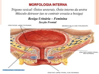 MORFOLOGIA INTERNA
Trigono vesical: Óstios ureterais, Óstio interno da uretra
Músculo detrusor (ao se contrair esvazia a bexiga)
Bexiga Urinária – Feminina
Secção Frontal
 