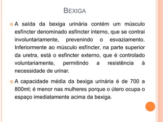 BEXIGA
 A saída da bexiga urinária contém um músculo
esfíncter denominado esfíncter interno, que se contrai
involuntariamente, prevenindo o esvaziamento.
Inferiormente ao músculo esfíncter, na parte superior
da uretra, está o esfíncter externo, que é controlado
voluntariamente, permitindo a resistência à
necessidade de urinar.
 A capacidade média da bexiga urinária é de 700 a
800ml; é menor nas mulheres porque o útero ocupa o
espaço imediatamente acima da bexiga.
 