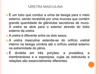 URETRA MASCULINA
 É um tubo que conduz a urina da bexiga para o meio
externo, sendo revestida por uma mucosa que contém
grande quantidade de glândulas secretoras de muco.
A uretra se abre para o exterior através do óstio
externo da uretra.
 A uretra é diferente entre os dois sexos.
 A uretra masculina estende-se do orifício uretral
interno na bexiga urinária até o orifício uretral externo
na extremidade do pênis.
 É dividida em três porções: a prostática, a
membranácea e a esponjosa, cujas as estruturas e
relações são essencialmente diferentes.
 