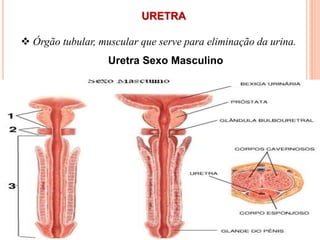 URETRA
 Órgão tubular, muscular que serve para eliminação da urina.
Uretra Sexo Masculino
 