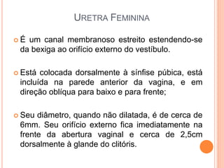 URETRA FEMININA
 É um canal membranoso estreito estendendo-se
da bexiga ao orifício externo do vestíbulo.
 Está colocada dorsalmente à sínfise púbica, está
incluída na parede anterior da vagina, e em
direção oblíqua para baixo e para frente;
 Seu diâmetro, quando não dilatada, é de cerca de
6mm. Seu orifício externo fica imediatamente na
frente da abertura vaginal e cerca de 2,5cm
dorsalmente à glande do clitóris.
 