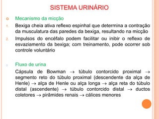 SISTEMA URINÁRIO
 Mecanismo da micção
1. Bexiga cheia ativa reflexo espinhal que determina a contração
da musculatura das paredes da bexiga, resultando na micção
2. Impulsos do encéfalo podem facilitar ou inibir o reflexo de
esvaziamento da bexiga; com treinamento, pode ocorrer sob
controle voluntário
o Fluxo de urina
Cápsula de Bowman  túbulo contorcido proximal 
segmento reto do túbulo proximal (descendente da alça de
Henle)  alça de Henle ou alça longa  alça reta do túbulo
distal (ascendente)  túbulo contorcido distal  ductos
coletores  pirâmides renais  cálices menores
 