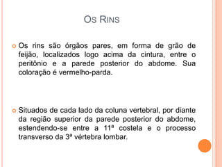  Os rins são órgãos pares, em forma de grão de
feijão, localizados logo acima da cintura, entre o
peritônio e a parede posterior do abdome. Sua
coloração é vermelho-parda.
 Situados de cada lado da coluna vertebral, por diante
da região superior da parede posterior do abdome,
estendendo-se entre a 11ª costela e o processo
transverso da 3ª vértebra lombar.
OS RINS
 