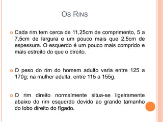  Cada rim tem cerca de 11,25cm de comprimento, 5 a
7,5cm de largura e um pouco mais que 2,5cm de
espessura. O esquerdo é um pouco mais comprido e
mais estreito do que o direito.
 O peso do rim do homem adulto varia entre 125 a
170g; na mulher adulta, entre 115 a 155g.
 O rim direito normalmente situa-se ligeiramente
abaixo do rim esquerdo devido ao grande tamanho
do lobo direito do fígado.
OS RINS
 