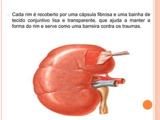 o Cada rim é recoberto por uma cápsula fibrosa e uma bainha de
tecido conjuntivo lisa e transparente, que ajuda a manter a
forma do rim e serve como uma barreira contra os traumas.
 
