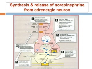 Synthesis & release of norepinephrine
from adrenergic neuron
 