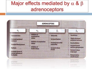 Major effects mediated by  & 
adrenoceptors
 