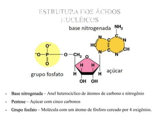 ESTRUTURA DOS ÁCIDOS
NUCLÉICOS
- Base nitrogenada – Anel heterocíclico de átomos de carbono e nitrogênio
- Pentose – Açúcar com cinco carbonos
- Grupo fosfato – Molécula com um átomo de fósforo cercado por 4 oxigênios.
 