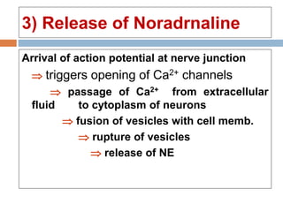 3) Release of Noradrnaline
Arrival of action potential at nerve junction
 triggers opening of Ca2+ channels
 passage of Ca2+ from extracellular
fluid to cytoplasm of neurons
 fusion of vesicles with cell memb.
 rupture of vesicles
 release of NE
 