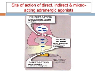 Site of action of direct, indirect & mixed-
acting adrenergic agonists
 