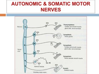 AUTONOMIC & SOMATIC MOTOR
NERVES
 