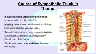 Truncus Sympathicus Toraks 03.GROSS Thoracic Sympathetic Trunk.pptx