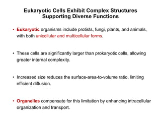 Comprehensive Overview of Cell Structure and Function in Prokaryotic ...
