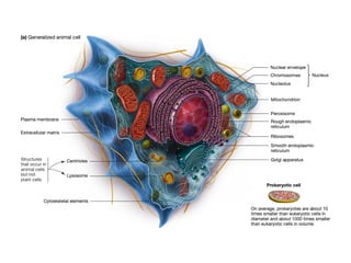 Comprehensive Overview of Cell Structure and Function in Prokaryotic ...