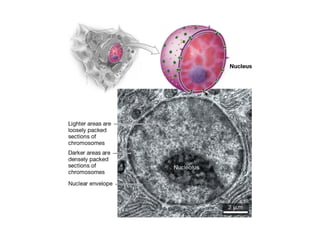 Comprehensive Overview of Cell Structure and Function in Prokaryotic ...