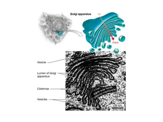 Comprehensive Overview of Cell Structure and Function in Prokaryotic ...