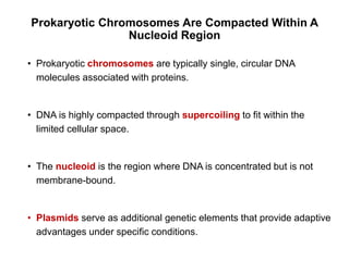 Comprehensive Overview of Cell Structure and Function in Prokaryotic ...