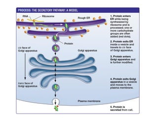 Comprehensive Overview of Cell Structure and Function in Prokaryotic ...