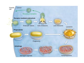 Comprehensive Overview of Cell Structure and Function in Prokaryotic ...