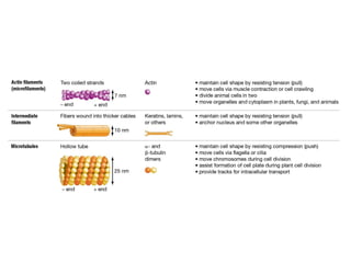 Comprehensive Overview of Cell Structure and Function in Prokaryotic ...