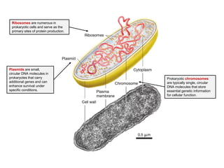 Comprehensive Overview of Cell Structure and Function in Prokaryotic ...