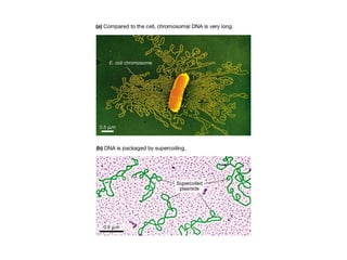 Comprehensive Overview of Cell Structure and Function in Prokaryotic ...