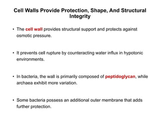 Comprehensive Overview of Cell Structure and Function in Prokaryotic ...