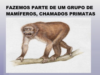 FAZEMOS PARTE DE UM GRUPO DE MAMÍFEROS, CHAMADOS PRIMATAS 