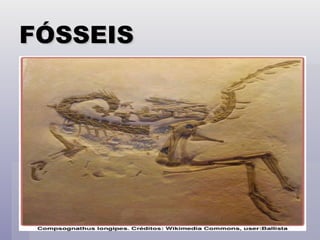 FÓSSEIS 