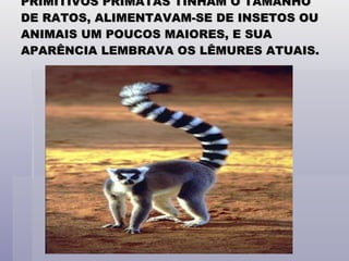 PRIMITIVOS PRIMATAS TINHAM O TAMANHO DE RATOS, ALIMENTAVAM-SE DE INSETOS OU ANIMAIS UM POUCOS MAIORES, E SUA APARÊNCIA LEMBRAVA OS LÊMURES ATUAIS. 