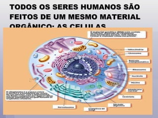 TODOS OS SERES HUMANOS SÃO FEITOS DE UM MESMO MATERIAL ORGÂNICO: AS CELULAS 