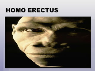 HOMO ERECTUS 