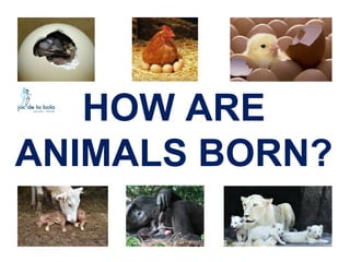 HOW ARE
ANIMALS BORN?

 